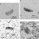 Imágenes microscópicas de los tardígrados tras los diferentes impactos.